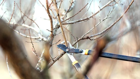 Spring landscape cleanup begins with smart pruning