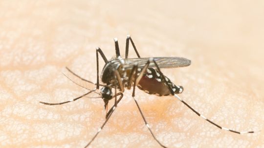 West Nile Virus detected in county