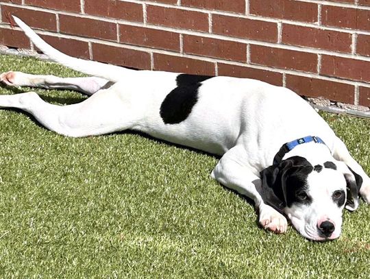 Dogs available to adopt at the Newcastle Animal Shelter