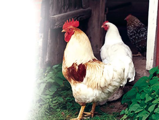 McClain County Fair Results