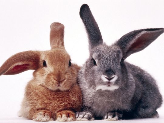 McClain County Fair Results continued