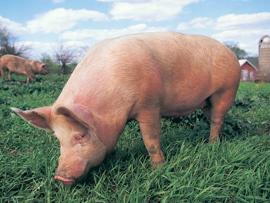 McClain County Fair Results continued