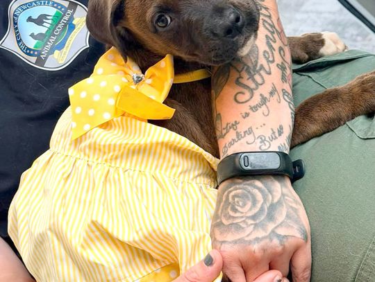 Reduced adoption fees help Newcastle Shelter pets find homes this July