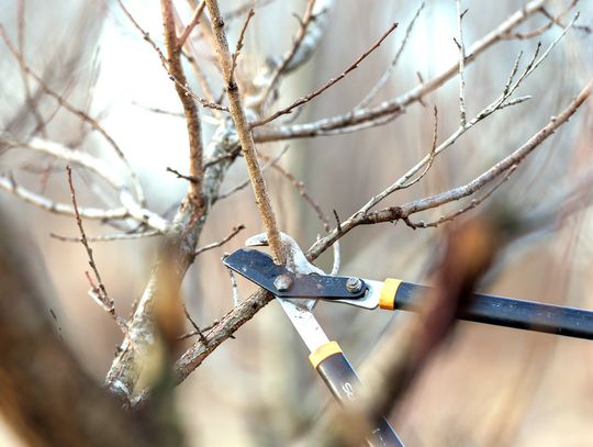 Spring landscape cleanup begins with smart pruning