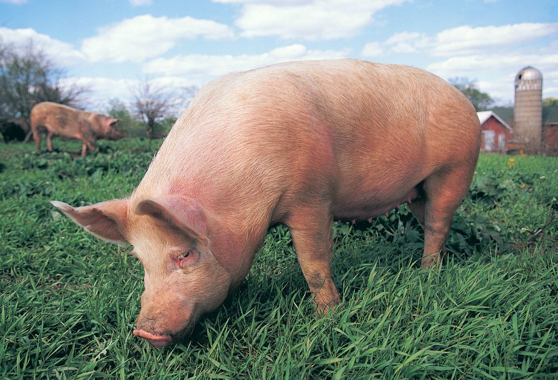 McClain County Fair Results continued