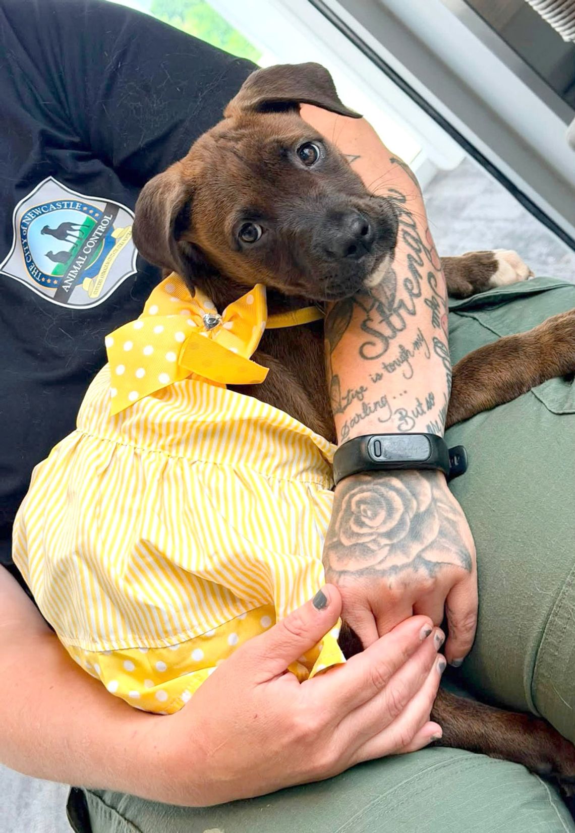 Reduced adoption fees help Newcastle Shelter pets find homes this July Reduced adoption fees help Newcastle Shelter pets find homes this July