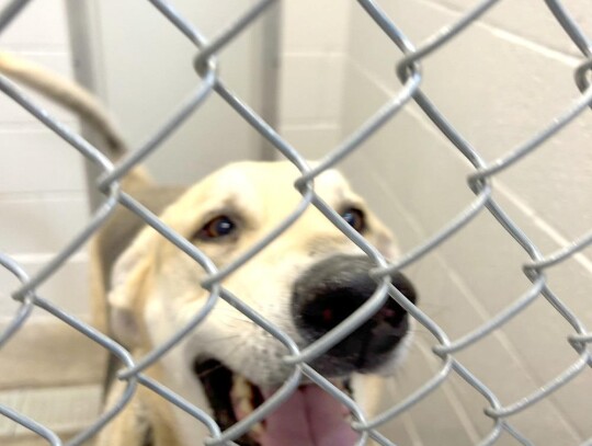 This animal was among those being held in pens and available for adoption at the Newcastle Animal Shelter on opening day.