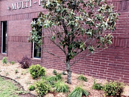 Newcastle Librarian Ann Miller gathered a crew of volunteers together to spiff up the larger flowerbed in front of the library. For three Saturdays, various volunteers pitched in to finally complete the new look of mostly native plants. They invite you to